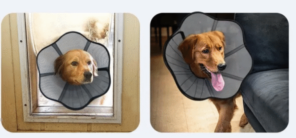 Collar Isabelino Ajustable para Perros – Protección Postoperatoria Cómoda y Segura - Image 3