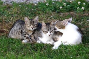 cats, young, kitten, adorable, domestic cat, cat family, cat child, cats, cat family, cat family, cat family, cat family, cat family