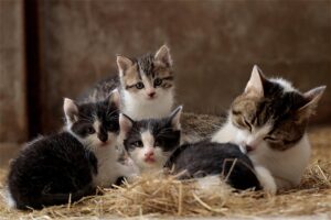 cat family, kitten, cuddle, small cats, domestic animal, domestic cat, cute, cub, puss, cat eyes, cat portrait, fluffy, straw, still life, cat mother, family, baby cats, happy mothers day, kittens